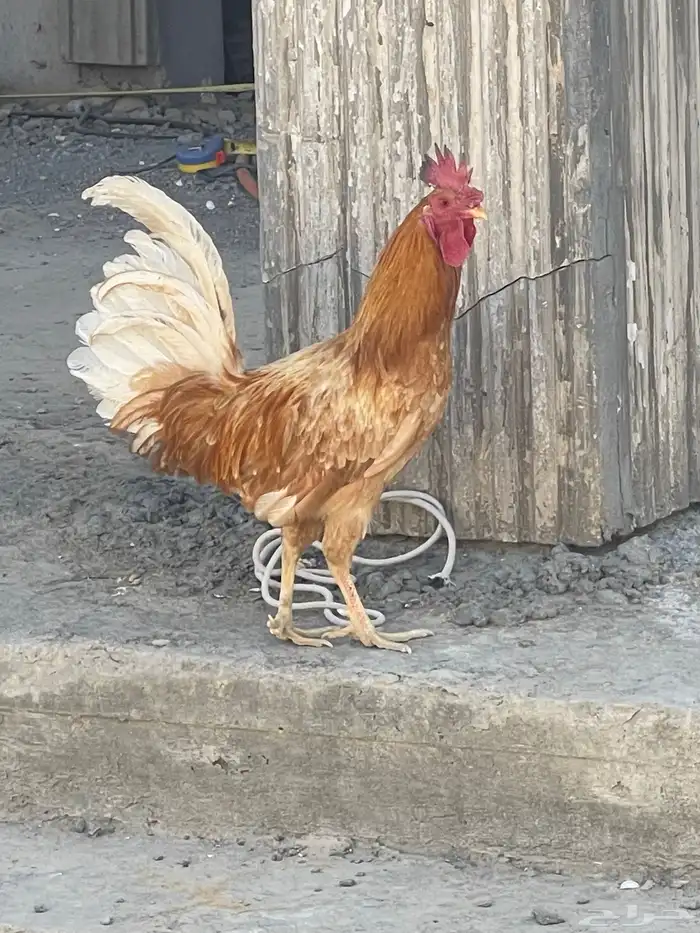 ديك ترثيات للبيع 0