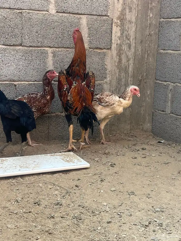 ديك شامو ياباني من حلال ابو ريحانه ابوه هزاز 0