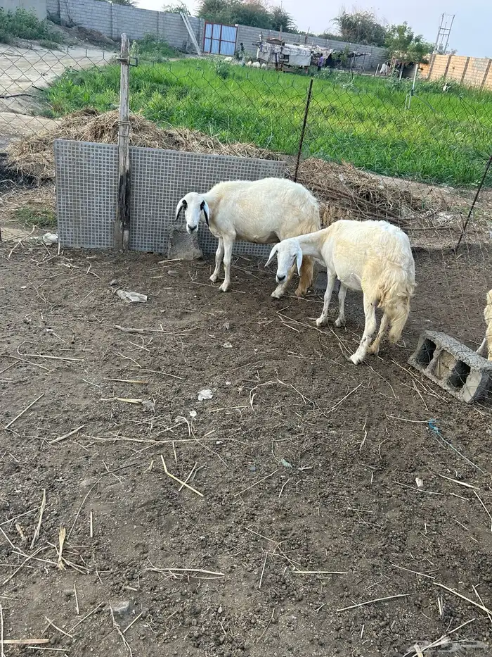 نعجتين سواكني للبيع 1