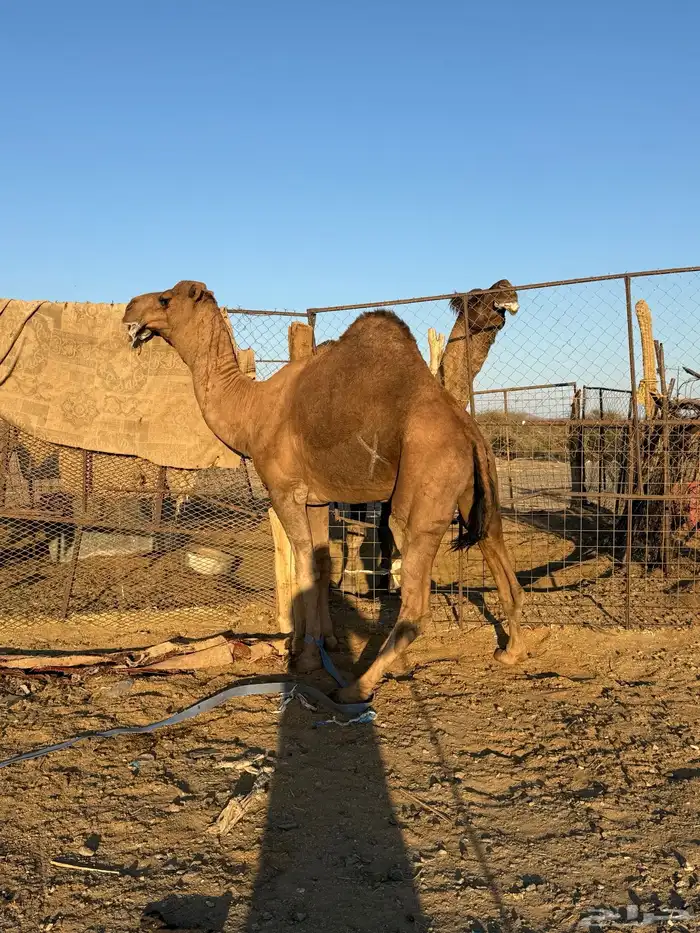 بعير حمر كايف 5