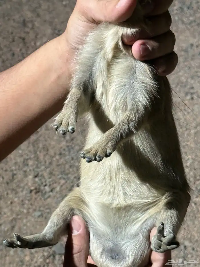 وبران للبيع ذكرين و ثلاث اناثي اعمارهم 8شهور 14