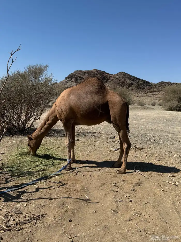 بعير حمر كايف 7