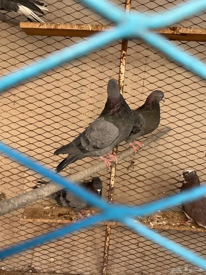 قطايف للبيع 9