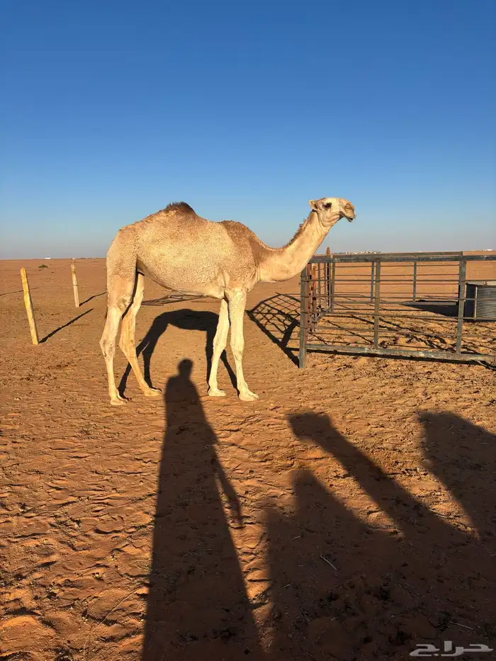 للبيع بكره بنت لقحه. باتليه 1