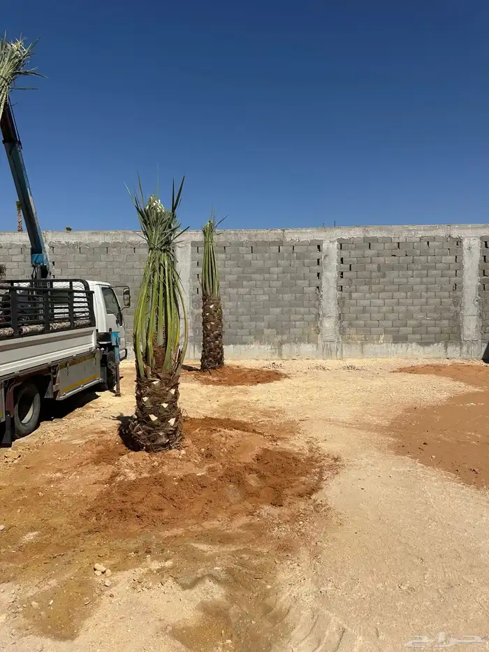 نخل الخرج واشيقر 0