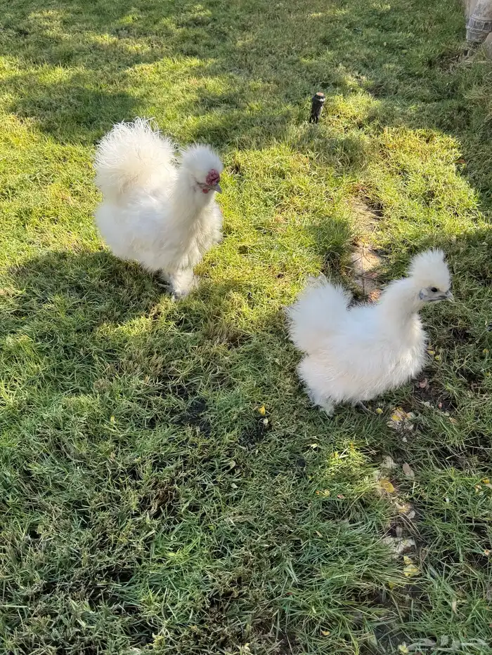 جوز دجاج قطني 2