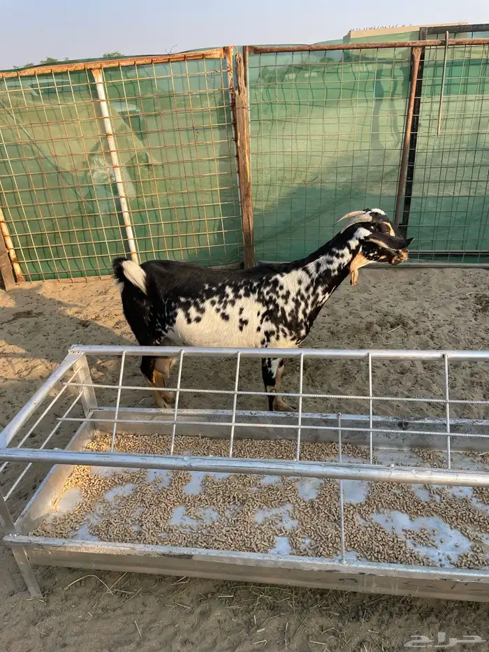 ماشاء الله تبارك الله عنز محايله سديس للبيع معها اثنين 0