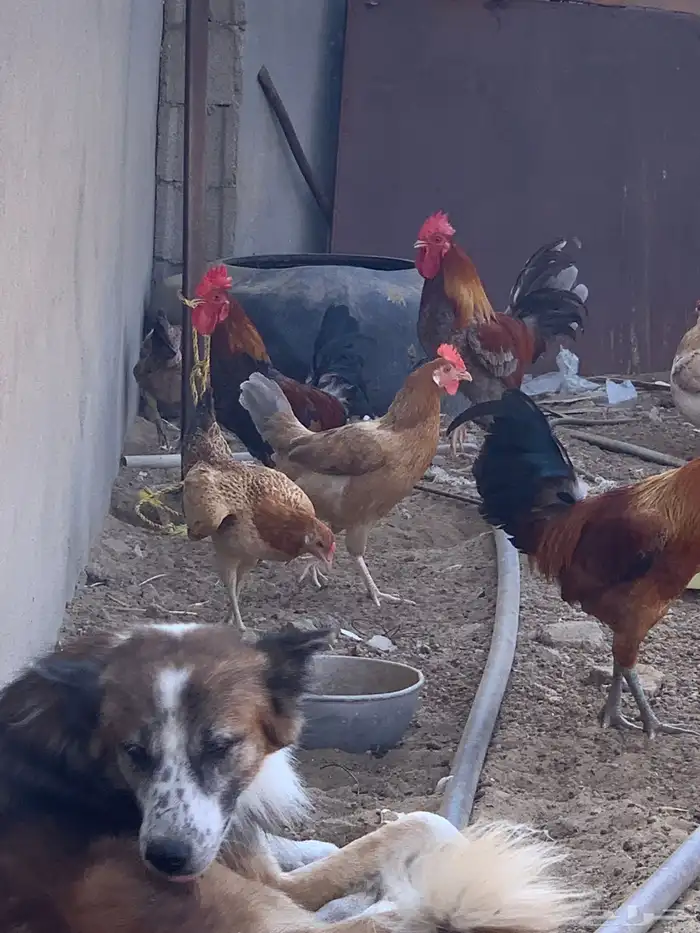 دجاج بلدي اصيل 14