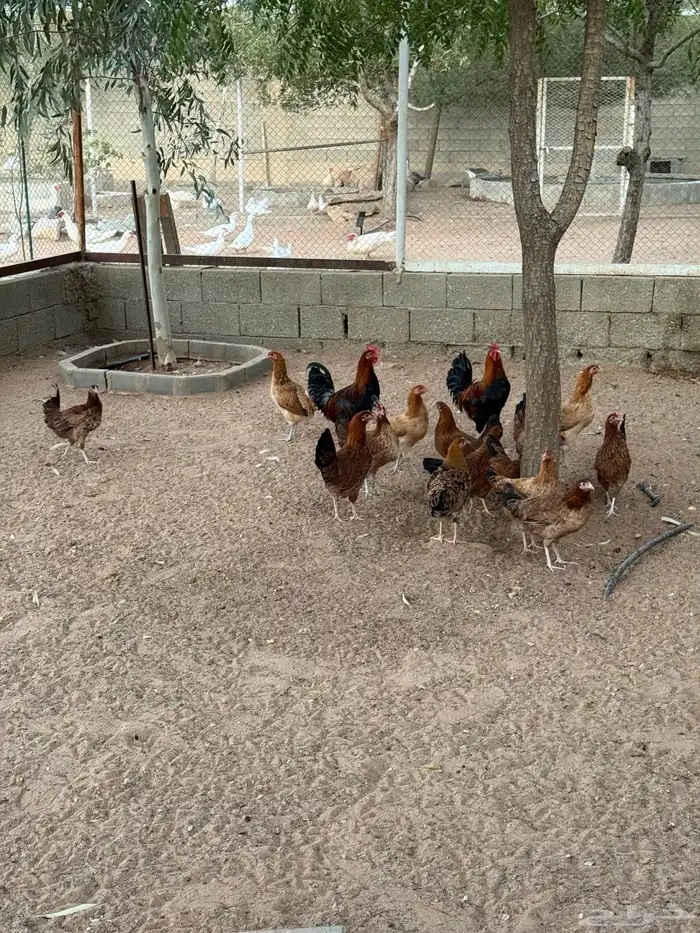 دجاج عربي 7