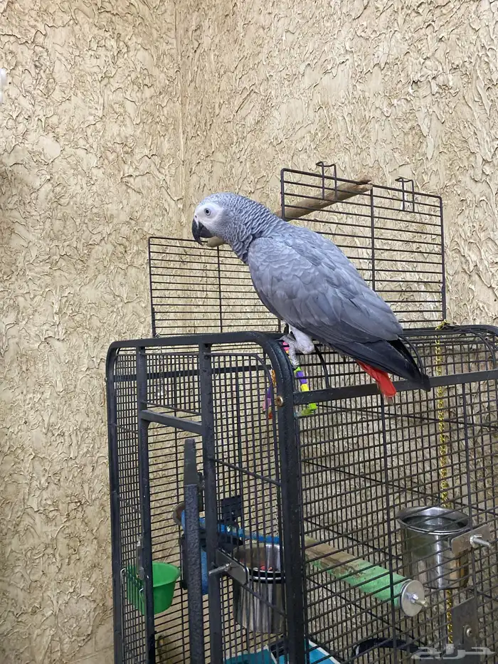 ببغاء كاسكو 4