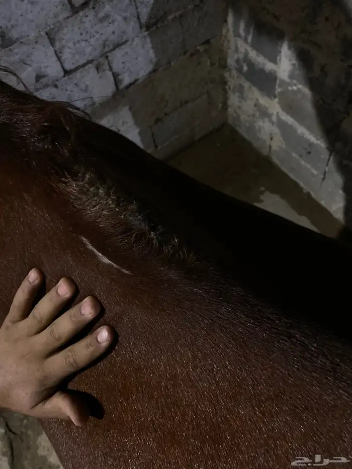 حصانين تدريب انقليزيات 0