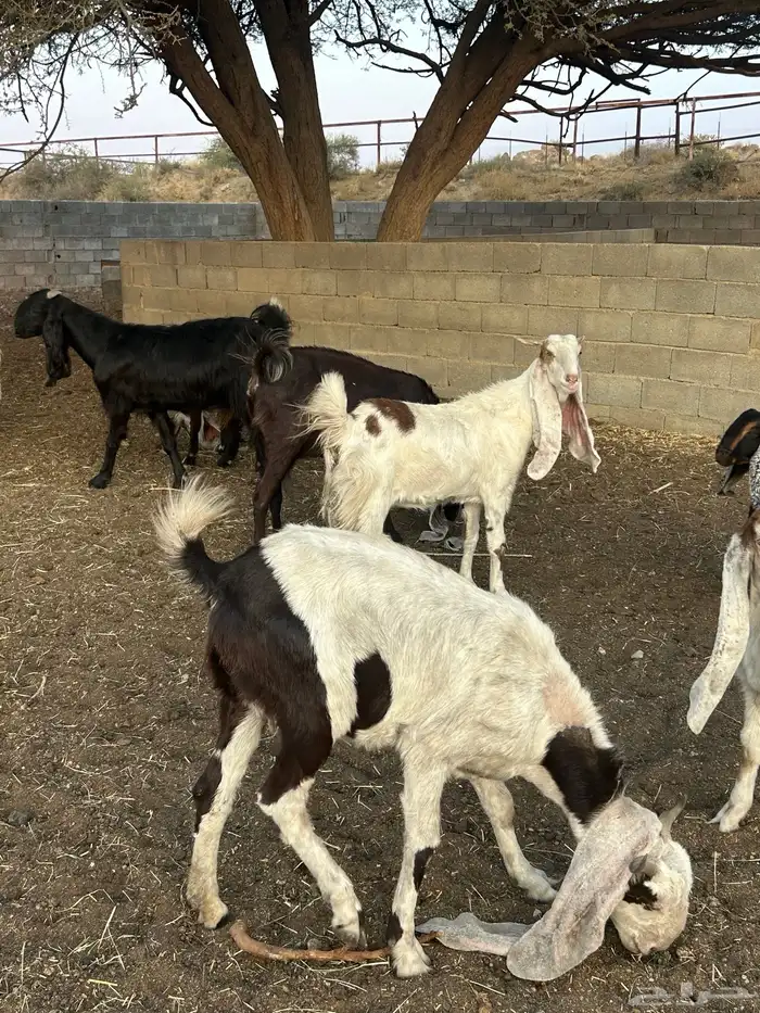 معزا مطوره فاخره 2