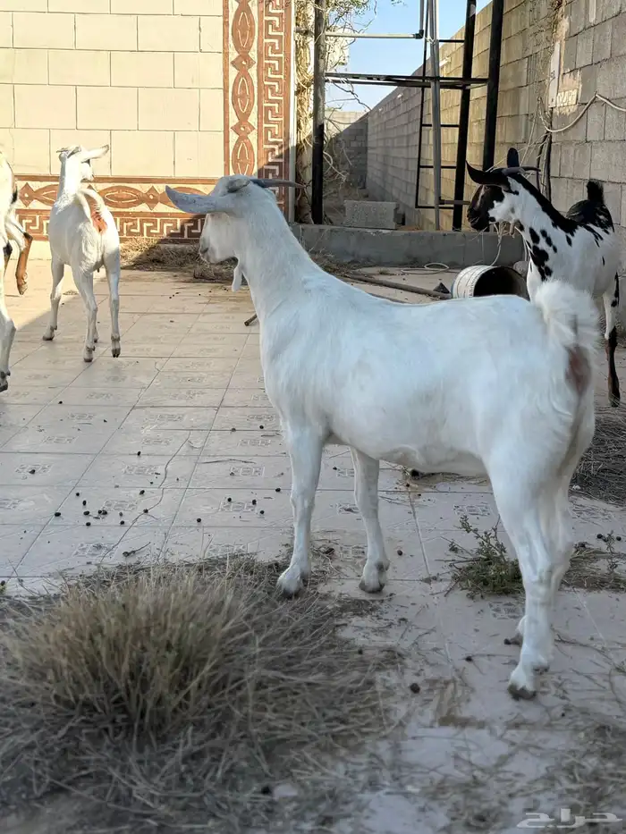 جفرات بيشيه 8