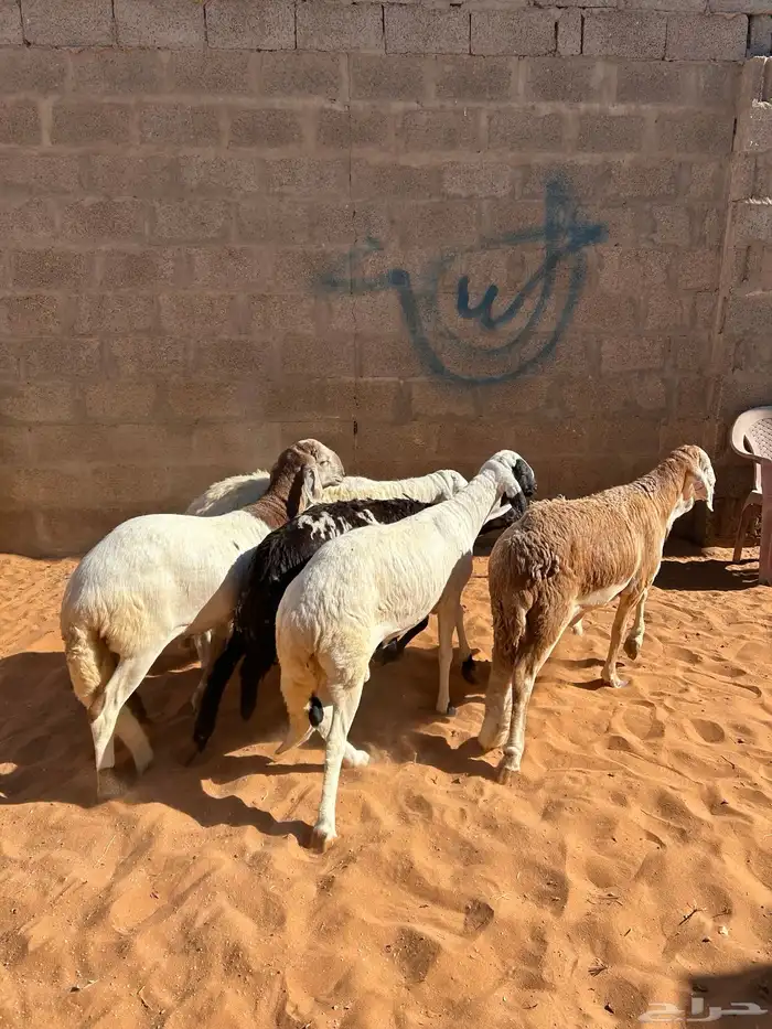 ذبايح صنف عالي 0