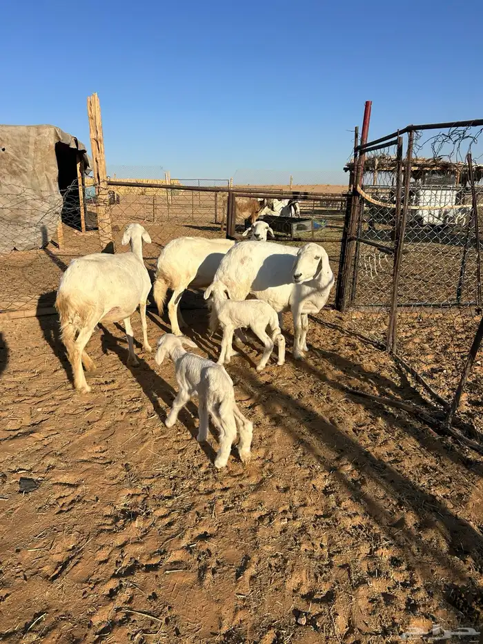 غنم حريات مراح 2