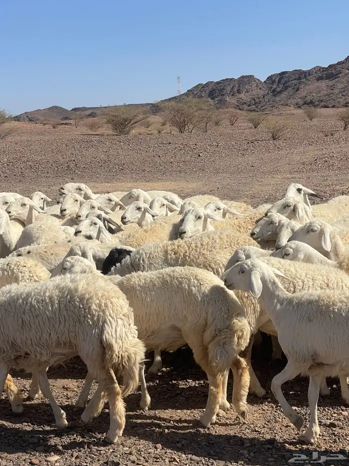 ضان ( تم البيع ) 10