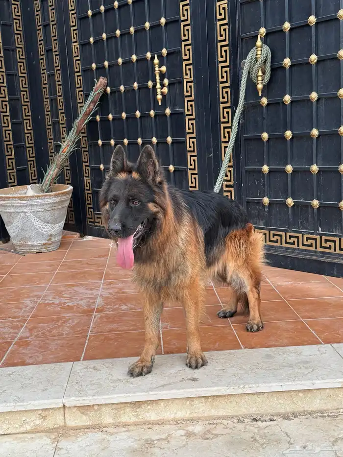 ذكر جيرمن شيبرد شولاين 2