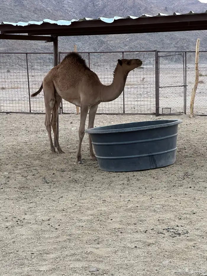 قعود هجن مفرود 0