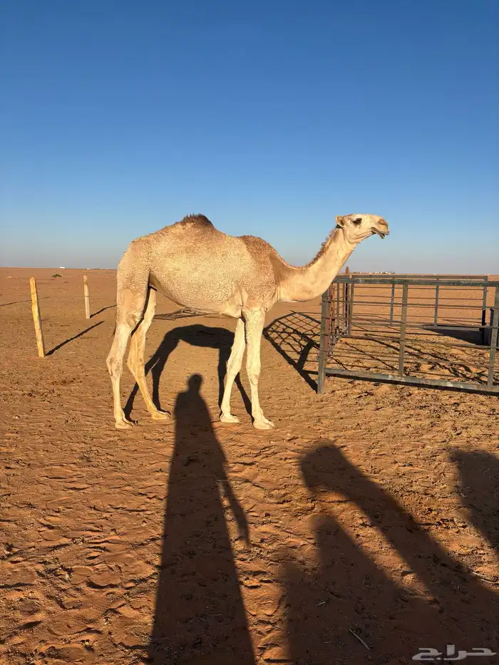 للبيع بكره بنت لقحه. باتليه 0