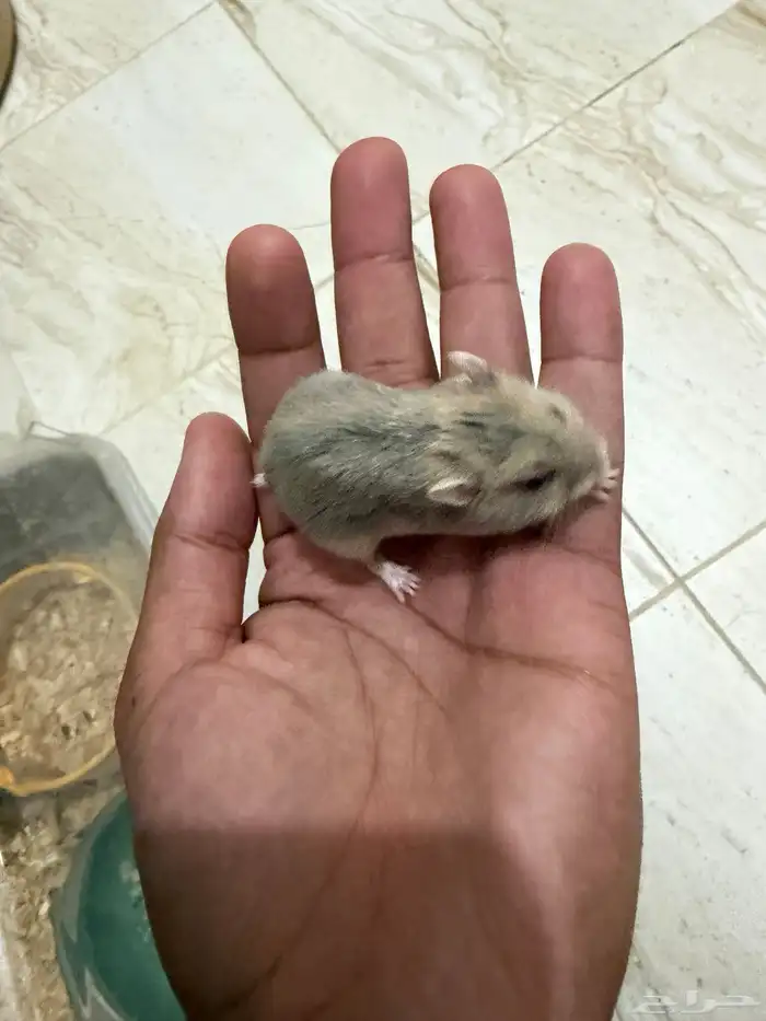 هامستر ونتر وايت للبيع 6