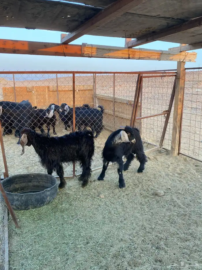 تيوس للبيع على الشعير والبرسيم (البيع جمله وتفريق) 4