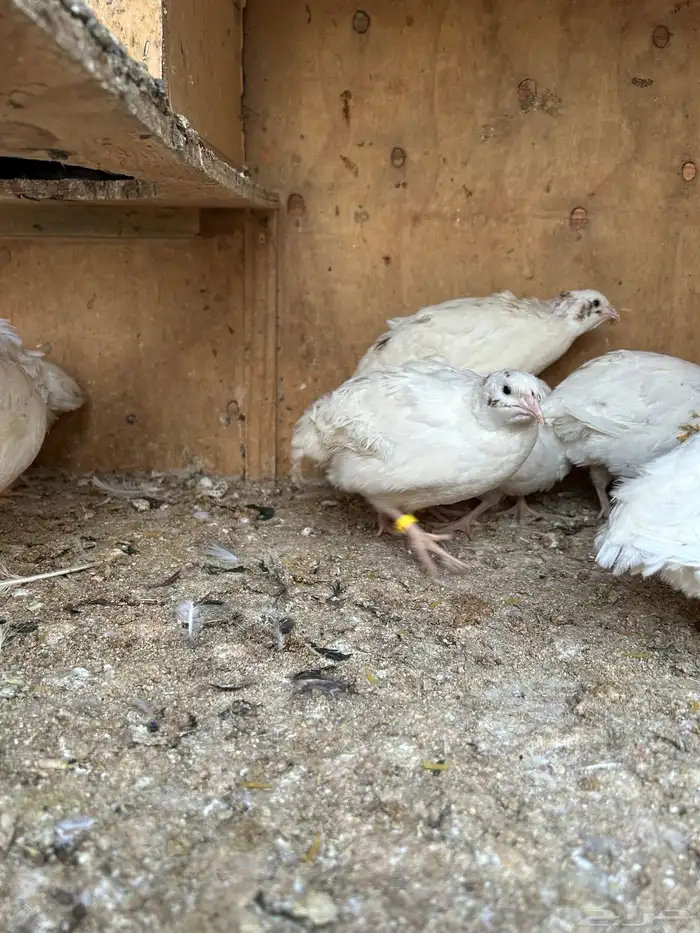 ذكور سمان تكساس 2