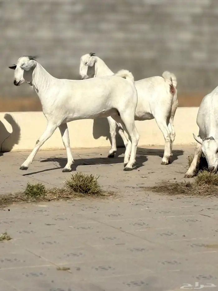 جفرات بيشيه 11