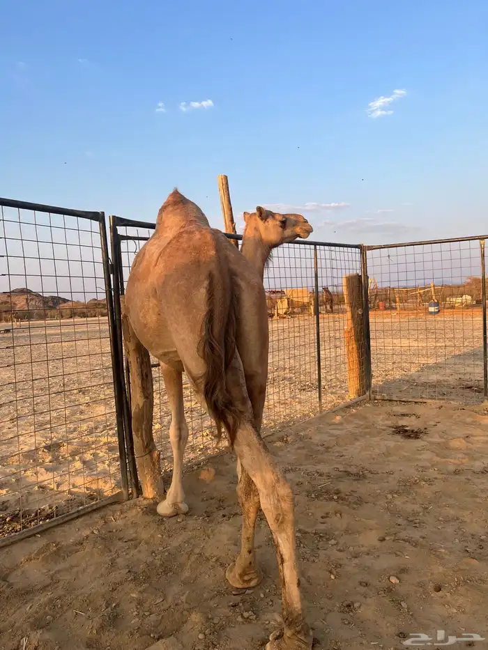 ناقه حمرا معشر 3