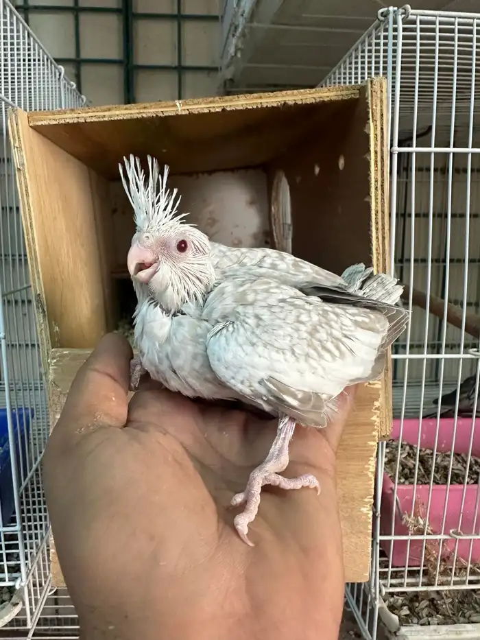 فروخ كروان رسيسف وايت فيس 2