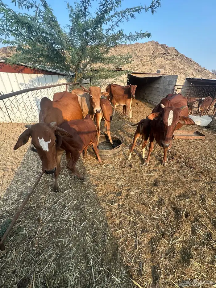 للبيع بقر 4 1