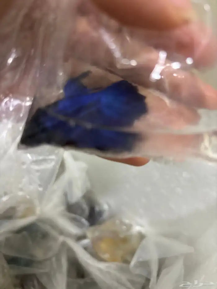 اسماك فايتر جمله 5