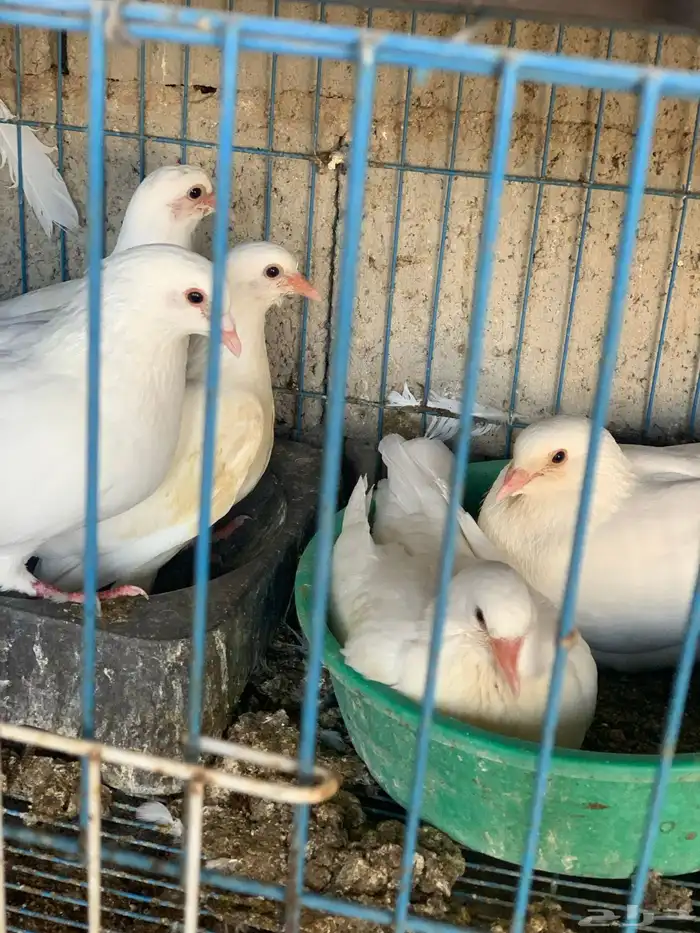 زغاليل راهيه 7