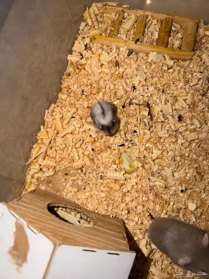 هامستر ونتر وايت للبيع 11