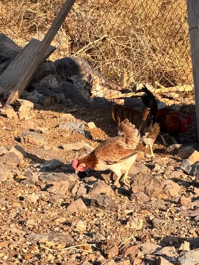 للبيع دجاج ترث 5