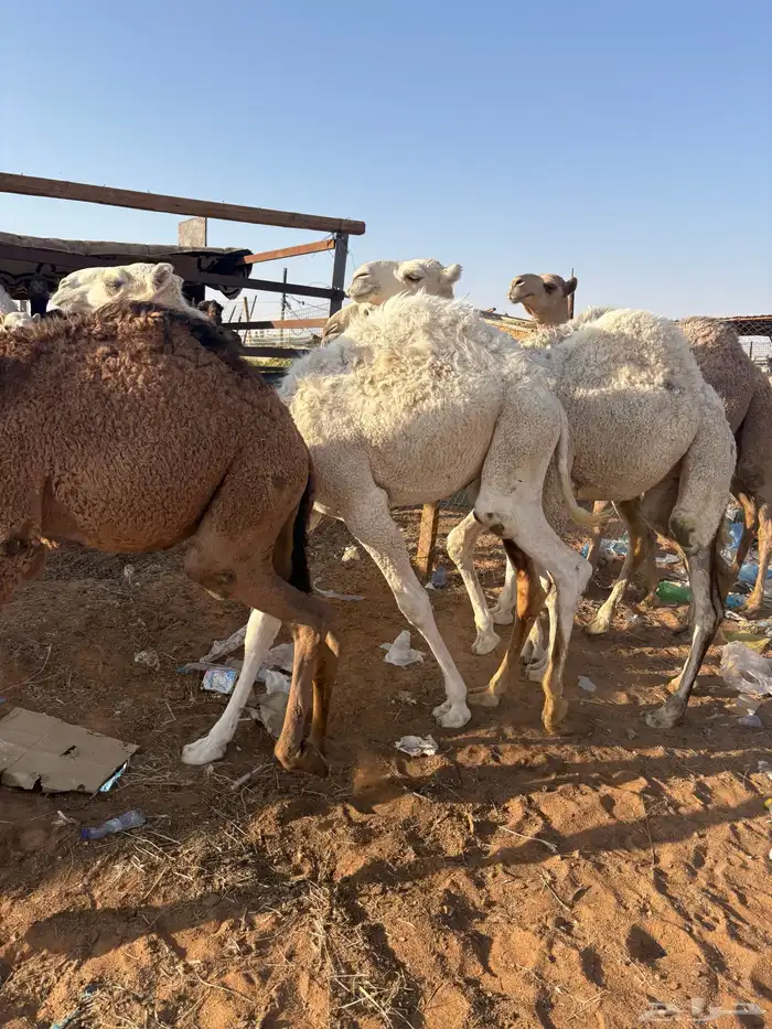 قعدان قصب طيبات 6