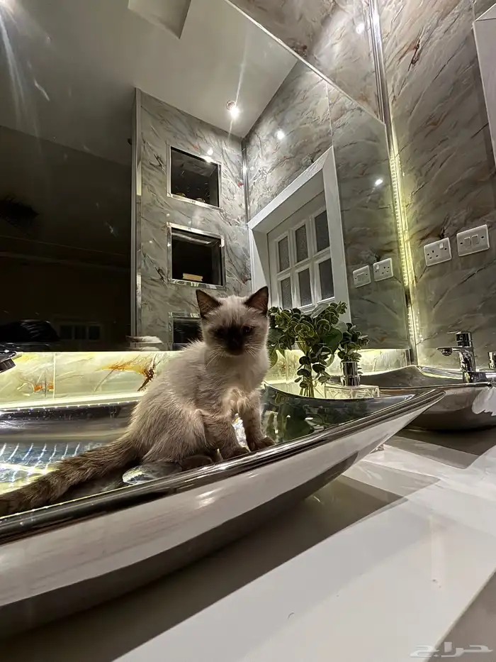 قط هملايا شورت هير للبيع 1