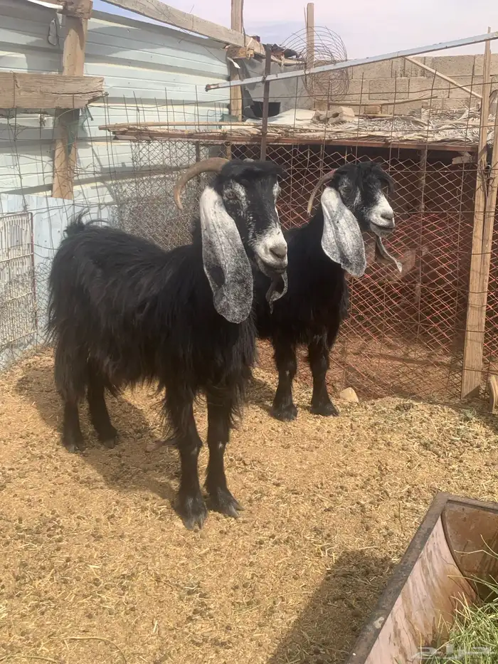 عنزين عارضيات اسداس طيبات 2