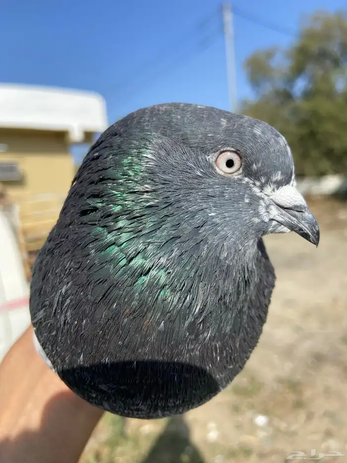 حمام باكستاني 5