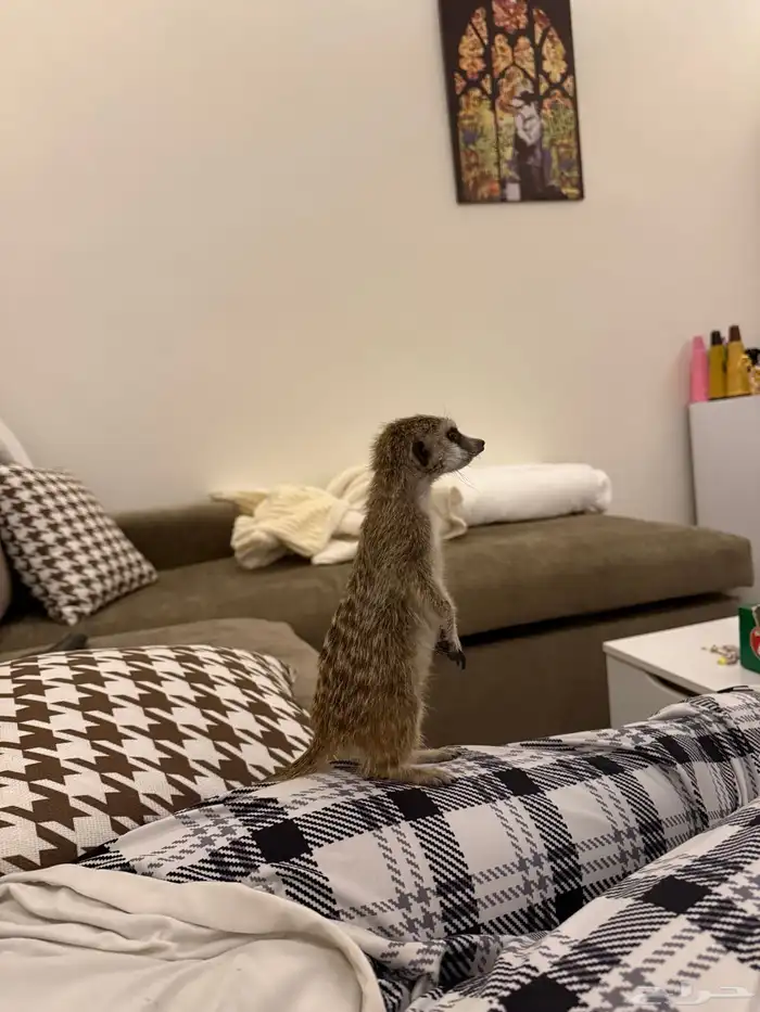 تيمون انثى 0