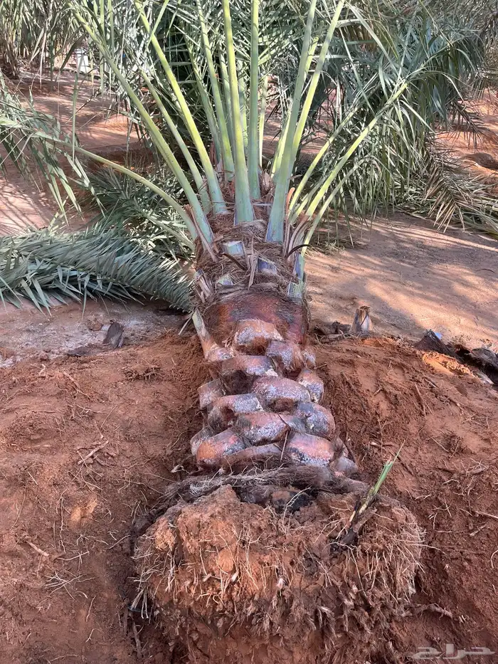 يوجدلديناجميع انواع انخل العربي والواشنطن 15