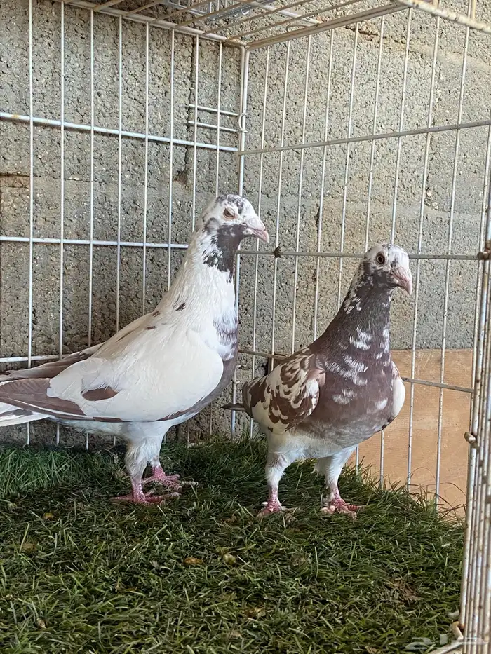 حمام زاجل ثلاث اجواز 0