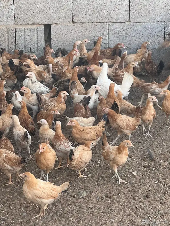 دجاج بلدي فواتح العمر من ثلاثه اشهر الى اربعه 3