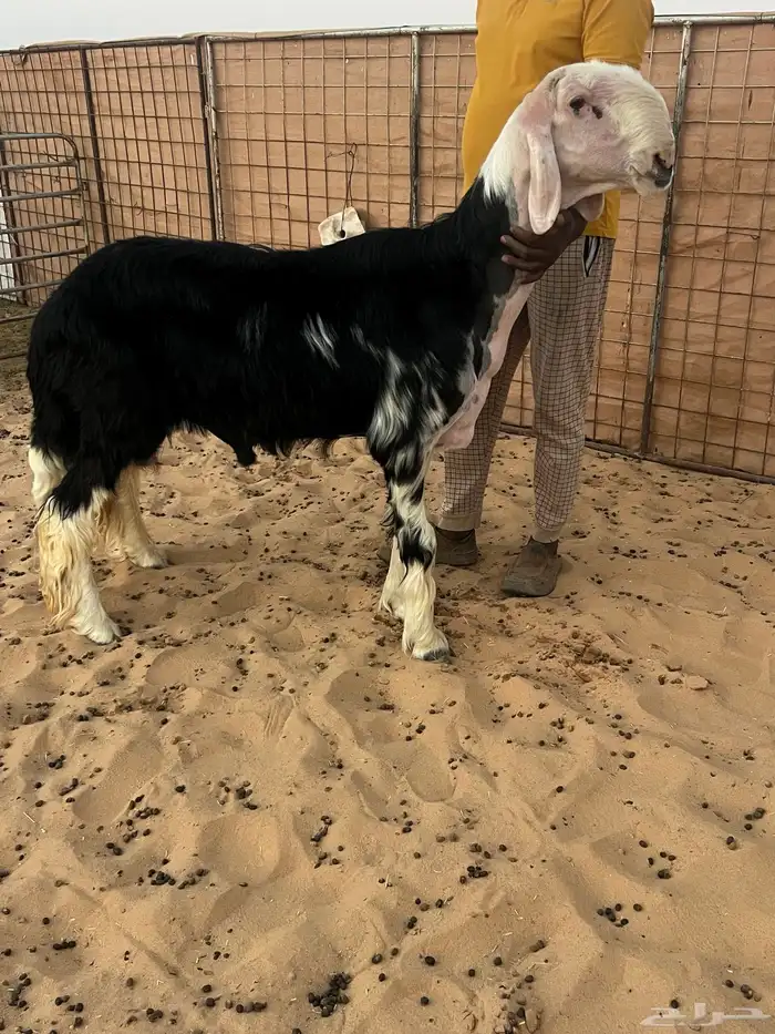 فحل نجدي مشروط 0