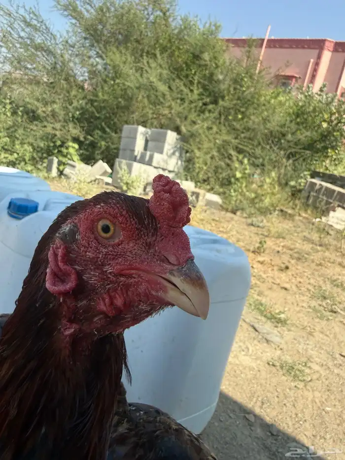 ديك باكستاني 2