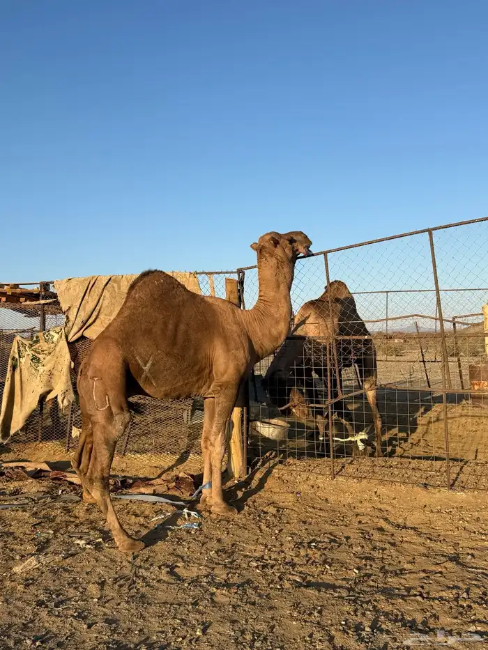 بعير حمر كايف 1