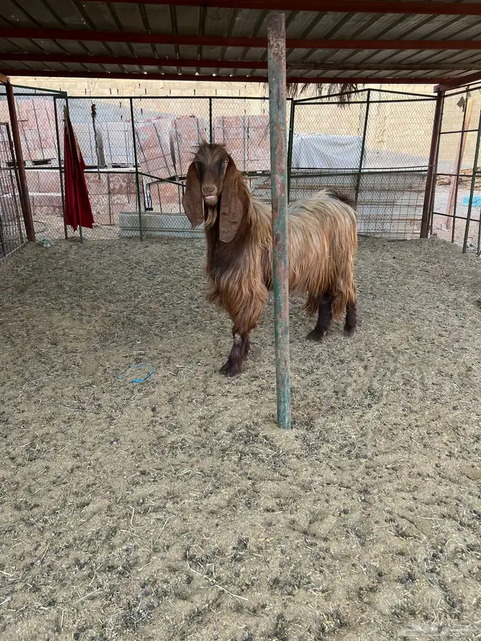 تيس فحل بحالة ممتازة 0