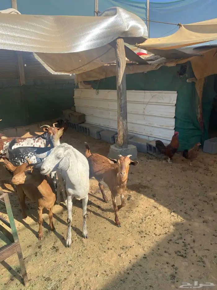 عناق جذع بلدي 1