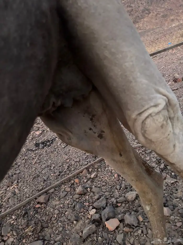 ناقه شقحا القحه 4