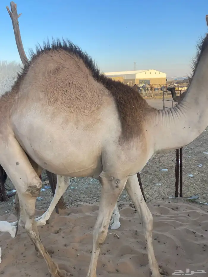 قعدان كفو للمناسبات رقم 1