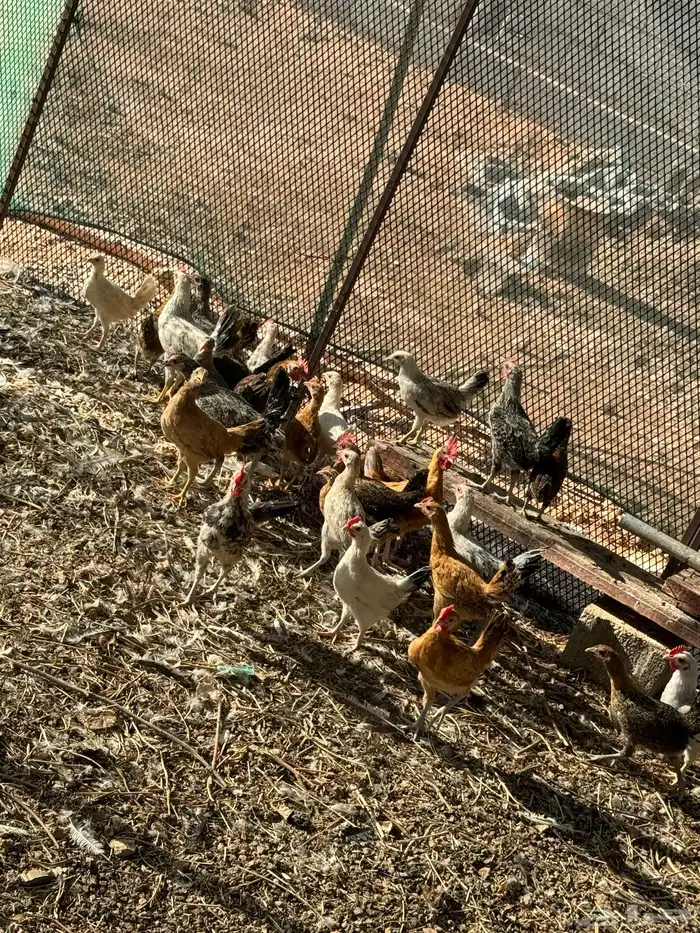 صيصان بلدي 3